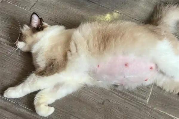 猫咪怀孕后有哪些注意事项，防止高度跳跃和快速奔跑