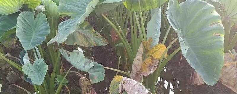 怎么防治芋头疫病，增施磷钾肥可提高抗病性