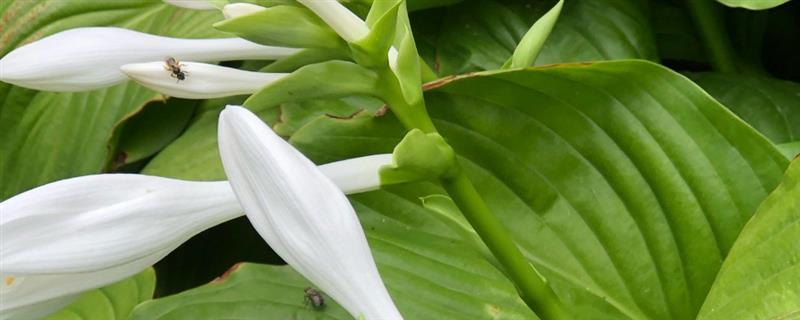 玉簪的种植方法，在每年的8-9月份种植
