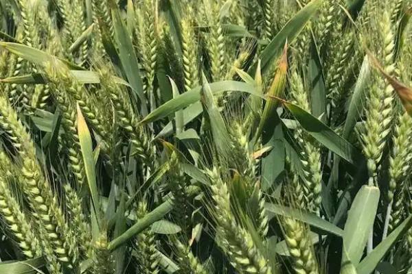 华晶麦168小麦种子特征特性，小穗着生密度稀