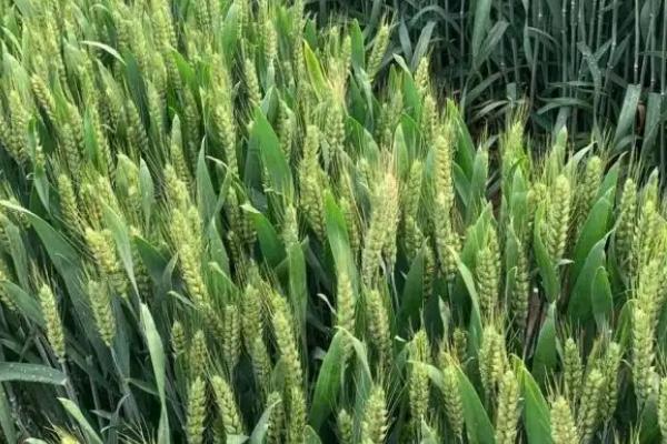 华晶麦168小麦种子特征特性，小穗着生密度稀