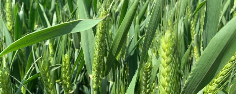 长麦2号小麦种子特征特性,属偏春性品种