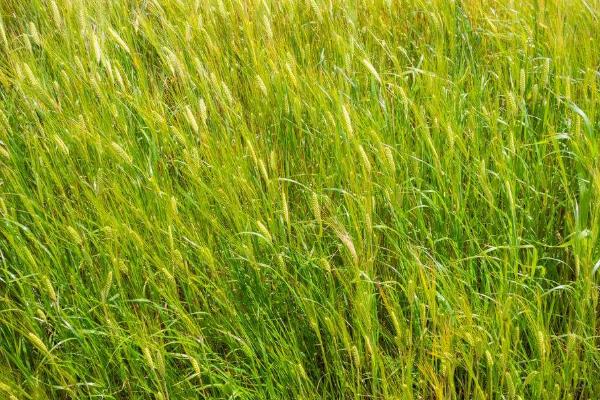 锦麦1号小麦种子特征特性,生育期197.2天