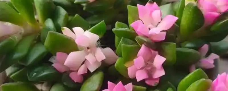 吹雪之松锦掉叶子的原因，可能是长期处于光照强烈的环境所致