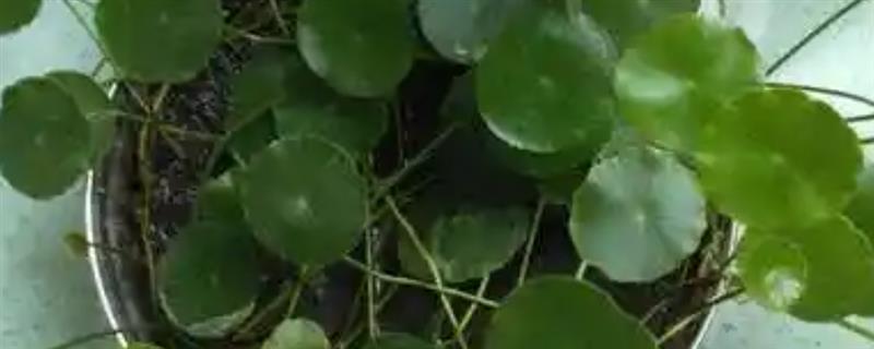 铜钱草没有根能不能活，没有根也是可以成活