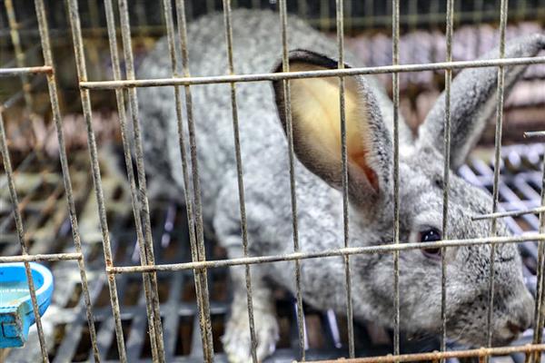 需要给兔子绝育的原因，具有预防子宫癌、预防假孕、防止喷尿等好处