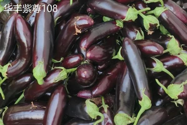 茄子高产品种，常见的有杭茄、华丰紫尊108等