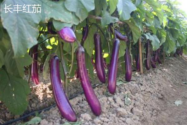茄子高产品种，常见的有杭茄、华丰紫尊108等