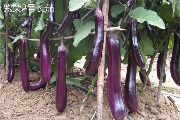 茄子高产品种，常见的有杭茄、华丰紫尊108等