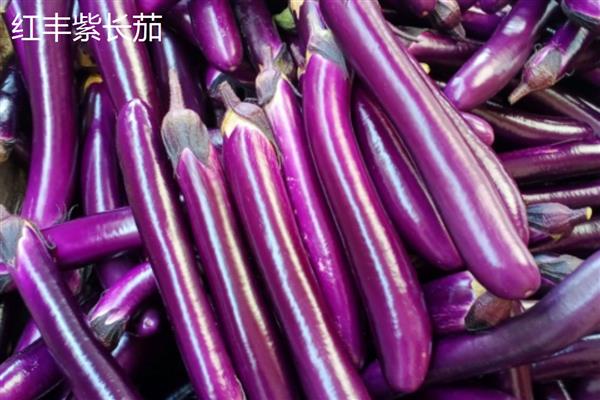 茄子高产品种，常见的有杭茄、华丰紫尊108等