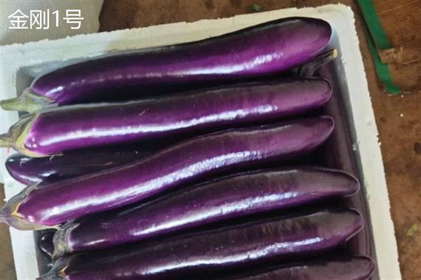 茄子高产品种，常见的有杭茄、华丰紫尊108等