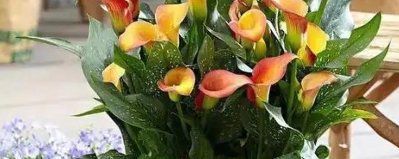 彩色马蹄莲可以养多久，一般能养殖3-4年左右