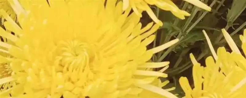 菊花的简介，分为夏菊、秋菊、寒菊三种