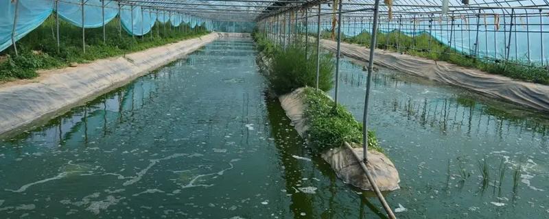 对虾怎么养殖，通过减少投喂等方式调节水质