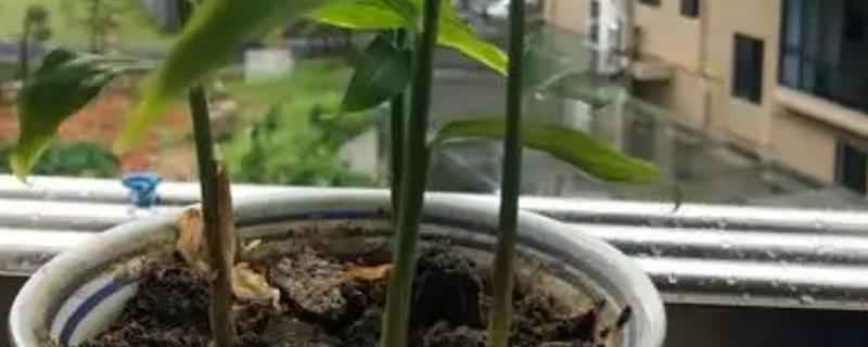 怎么在花盆中种植生姜，每天要晒光6-8小时左右