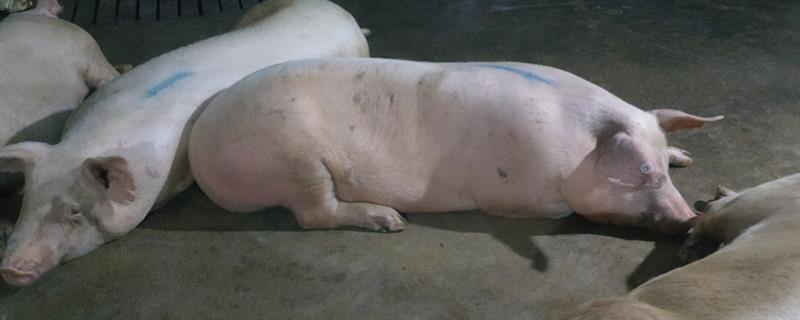 猪体温正常但为何喜卧不吃食，一般是代谢紊乱、天气炎热、患有疾病等因素所致