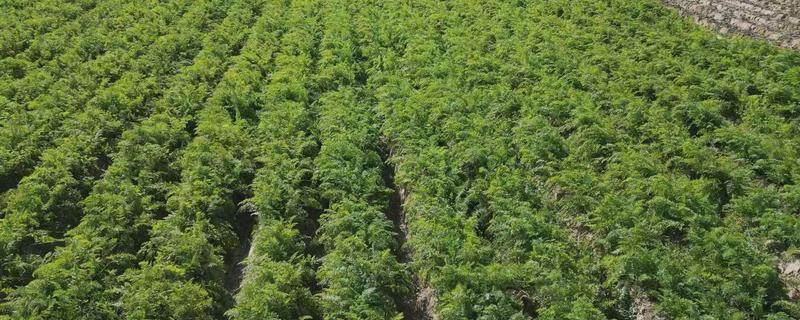 胡萝卜的亩产量，一般能达到1万斤左右
