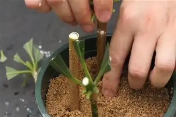 发财树的养殖方式，夏季每隔1-2天浇一次水