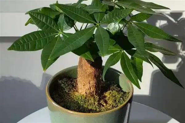 发财树的养殖方式，夏季每隔1-2天浇一次水