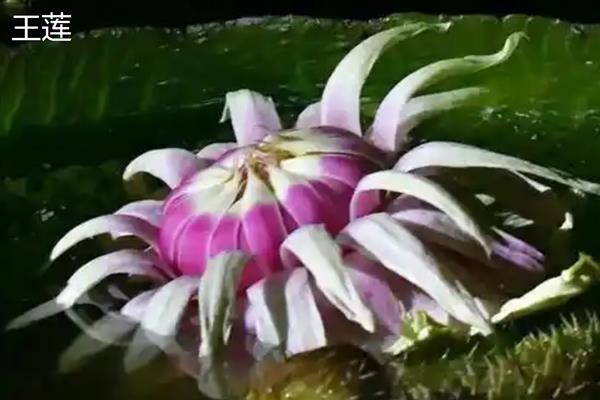 王莲有什么花语，具有王者风范、坚韧顽强等含义