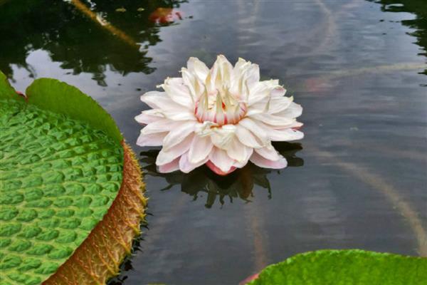 王莲有什么花语，具有王者风范、坚韧顽强等含义