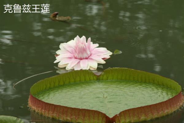 王莲有什么花语，具有王者风范、坚韧顽强等含义
