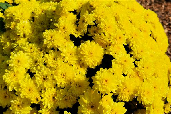 菊花的简介，分为夏菊、秋菊、寒菊三种