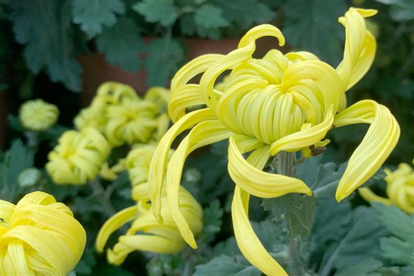 菊花的简介，分为夏菊、秋菊、寒菊三种