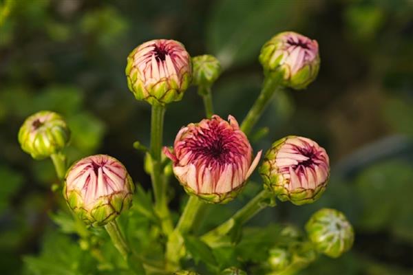 菊花的简介，分为夏菊、秋菊、寒菊三种
