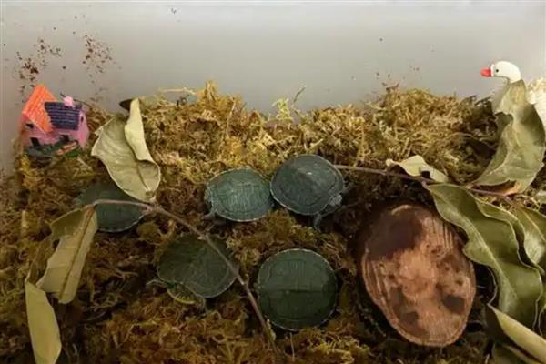 巴西龟和草龟能繁殖吗，巴西龟和草龟不能繁殖