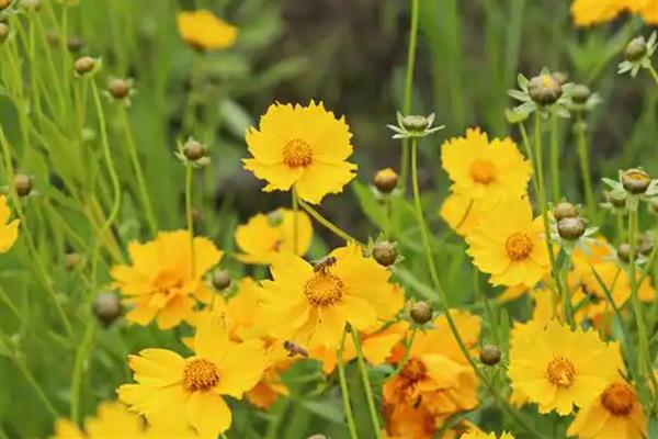 菊花的简介，分为夏菊、秋菊、寒菊三种