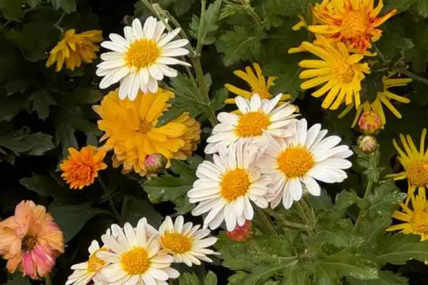 菊花的简介，分为夏菊、秋菊、寒菊三种