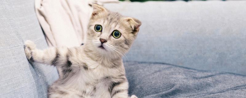 为何猫不吃猫粮，可能是猫粮换了或生病了