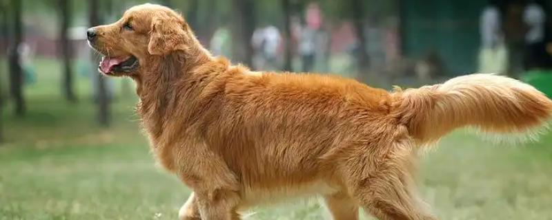 金毛寻回犬的智商，智商排第4名