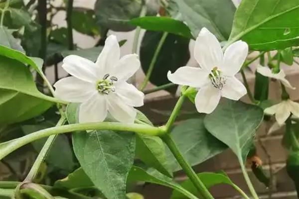 辣椒开花后就落了的原因及解决方法，可能是缺乏光照所致