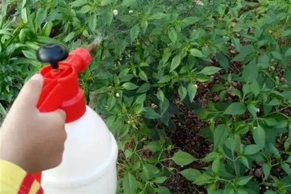 辣椒开花后就落了的原因及解决方法，可能是缺乏光照所致