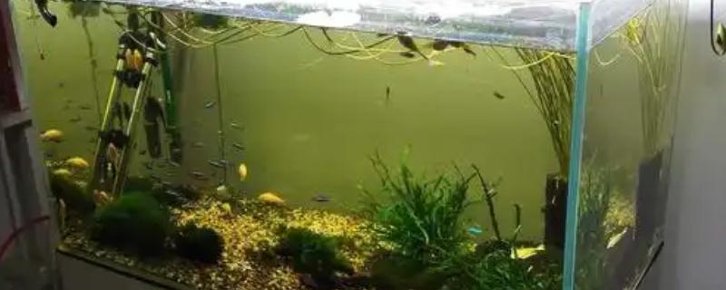 孔雀鱼要不要加热棒，水温较低时需使用加热棒升温