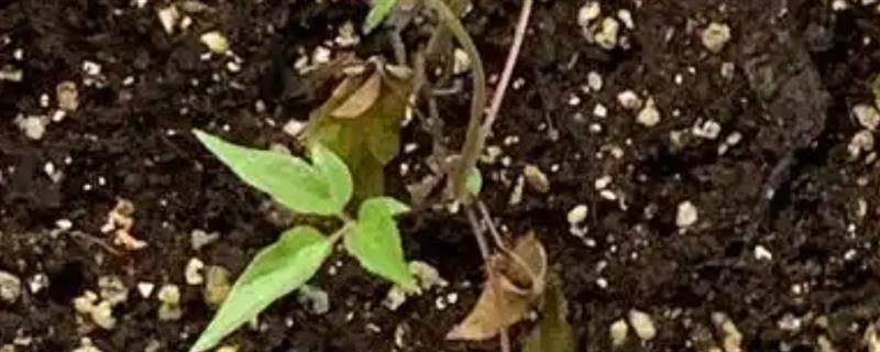 将铁线莲小苗养壮的方法，每隔半个月追施一次复合肥液