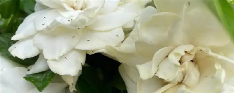 栀子花上面的小虫子是哪种害虫，出现小黑虫可能是蓟马