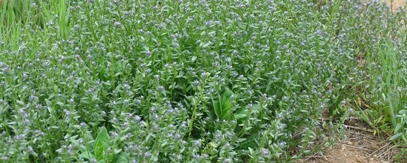 种植紫草需要什么条件，种子萌芽时土壤湿度要保持在20%左右