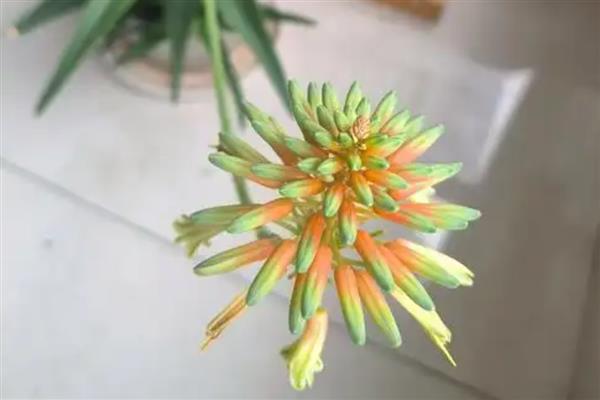 芦荟的花长什么样，花瓣呈披针形