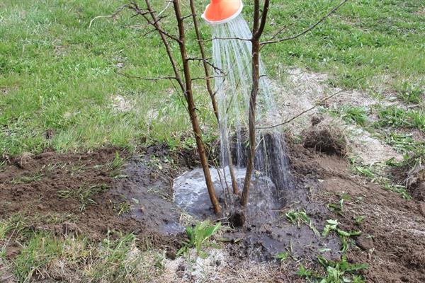 怎么防治石榴裂果，温差过大时覆膜保暖可降低裂果几率