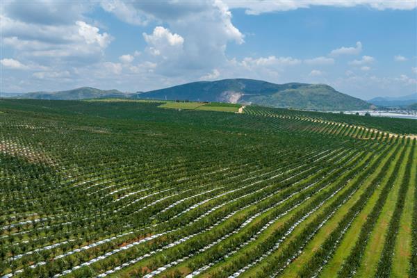 怎么防治石榴裂果，温差过大时覆膜保暖可降低裂果几率