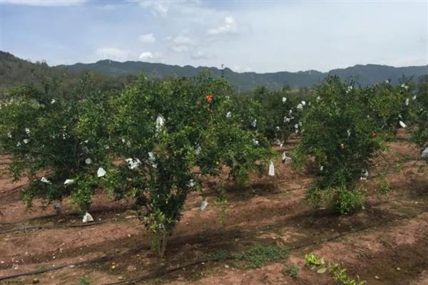 怎么防治石榴裂果，温差过大时覆膜保暖可降低裂果几率