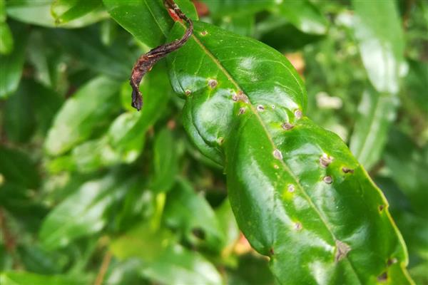 怎么防治石榴裂果，温差过大时覆膜保暖可降低裂果几率