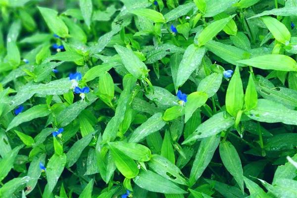 鸭舌草与鸭跖草有什么区别，属性、植株、习性、价值均不同