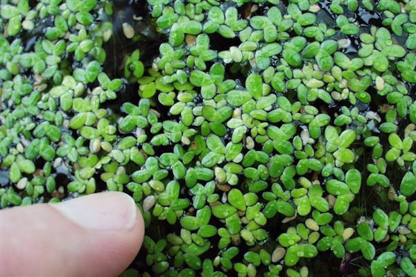青储作物的简介，是指新鲜无毒、能制作青贮饲料的作物与植物