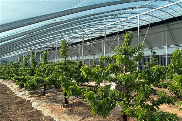 用哪种土壤种樱桃，选择新土或钙质土壤更合适