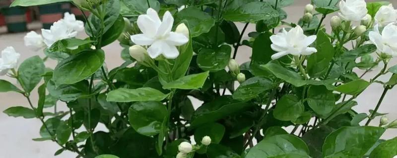 茉莉一年开几次花，一般可以开3次花