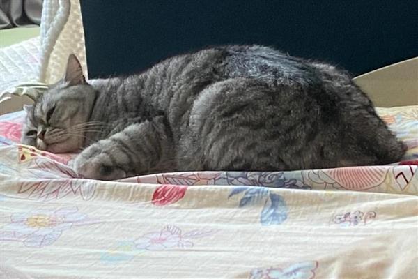 为何猫不吃猫粮，可能是猫粮换了或生病了
